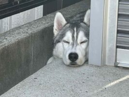 掃除中に感じた視線。飼い主さんを驚かせたシベリアンハスキーの姿に反響「かわいらしい」「びっくりしますね」