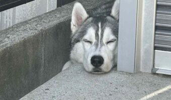 掃除中に感じた視線。飼い主さんを驚かせたシベリアンハスキーの姿に反響「かわいらしい」「びっくりしますね」