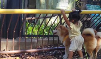柴犬は動物園を満喫中!夢中になっている後ろ姿に反響「中に小さな人がいる」「無垢な子どもみたいなワクワク」