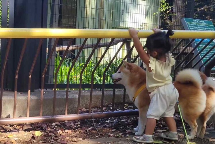 柴犬は動物園を満喫中！夢中になっている後ろ姿に反響「中に小さな人がいる」「無垢な子どもみたいなワクワク」