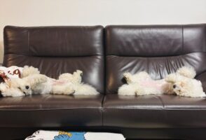 さっきまで違う寝方だったのに・・。振り返る度に変わっているビションフリーゼたちの寝相がかわいすぎる！