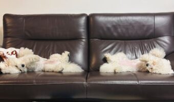 さっきまで違う寝方だったのに・・。振り返る度に変わっているビションフリーゼたちの寝相がかわいすぎる!