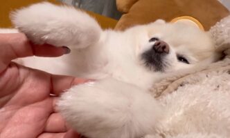 おててをつないでと甘えるポメラニアン。ウトウトしている姿がかわいいと話題に「おててがかわいい」「エア繋ぎさせてもらいますワン」