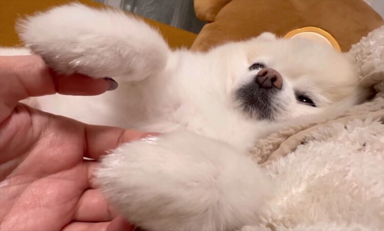 おててをつないでと甘えるポメラニアン。ウトウトしている姿がかわいいと話題に「おててがかわいい」「エア繋ぎさせてもらいますワン」