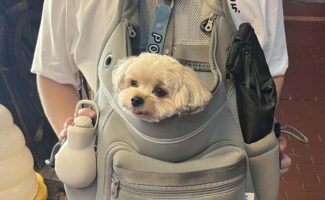 「ぬいぐるみかと思ったら動いた！」と通りすがりの人に言われたヨープー。リュックに収まるかわいい姿が話題に