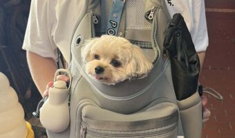 「ぬいぐるみかと思ったら動いた!」と通りすがりの人に言われたヨープー。リュックに収まるかわいい姿が話題に