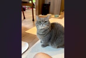 明らかに不審げにしているネコ。おやつで釣って捕まえようとしたのがバレた？「何か企んでるんですか？って顔」「お見通しなんですよね」