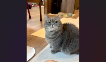 明らかに不審げにしているネコ。おやつで釣って捕まえようとしたのがバレた?「何か企んでるんですか?って顔」「お見通しなんですよね」