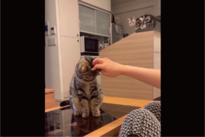 愛猫をナデナデしてたら・・。少し離れたところから睨んでいる子もいて二重でかわいい！！「ガン見ですね」「嫉妬心は少し怖い」