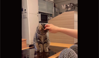 愛猫をナデナデしてたら・・。少し離れたところから睨んでいる子もいて二重でかわいい!!「ガン見ですね」「嫉妬心は少し怖い」