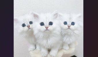 ネコ版ケルベロスがあらわれた!おそろしいほどにかわいいその姿が話題に「かわいすぎて地獄の番猫になれない」「かわいいが大渋滞してますねぇ!」