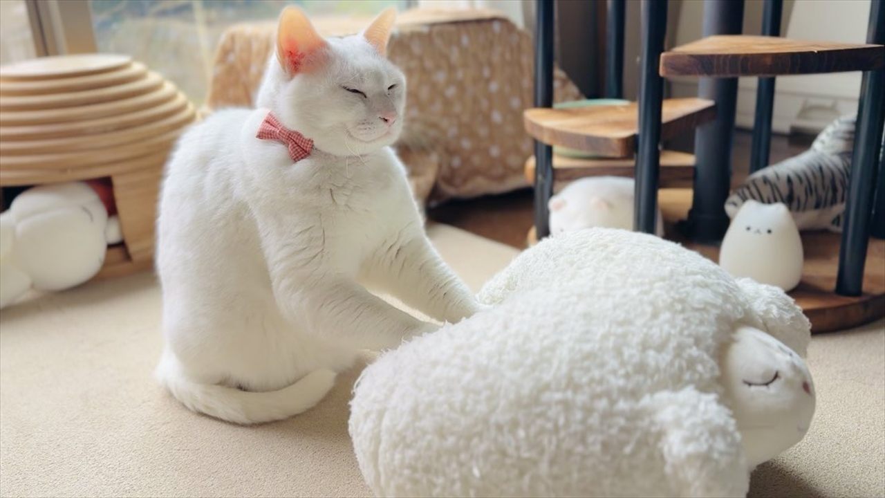 もみもみこねこねするネコ。その穏やかな表情に反響「可愛い」「モミモミ大明神様ありがたや〜」