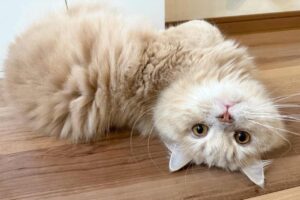 名前呼んだら・・。振り向き方がかわいすぎたネコに反響「ほぼ全員がスマホを逆さにしましたね」「器用ですね～」