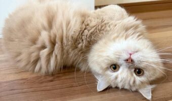 名前呼んだら・・。振り向き方がかわいすぎたネコに反響「ほぼ全員がスマホを逆さにしましたね」「器用ですね~」