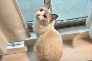 飼い主さんに伝えたいことのあるネコ。熱心に呼ぶのでその後をついていった先で見せたいものがあったみたい！！「心なしか得意げなお顔」「かわいい～！」