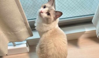 飼い主さんに伝えたいことのあるネコ。熱心に呼ぶのでその後をついていった先で見せたいものがあったみたい!!「心なしか得意げなお顔」「かわいい~!」