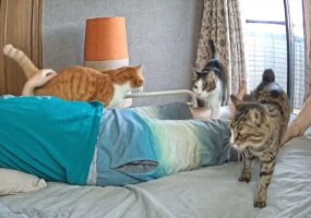 昼寝しようと寝転がったら・・。ネコたちが添い寝しに来るまでのスピードが早すぎた！！「寝たぞ！寝たぞ！って感じ」「フォーメーションもバッチリ」