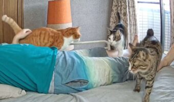 昼寝しようと寝転がったら・・。ネコたちが添い寝しに来るまでのスピードが早すぎた!!「寝たぞ!寝たぞ!って感じ」「フォーメーションもバッチリ」