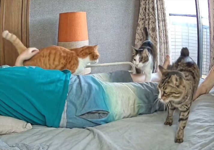 昼寝しようと寝転がったら・・。ネコたちが添い寝しに来るまでのスピードが早すぎた！！「寝たぞ！寝たぞ！って感じ」「フォーメーションもバッチリ」