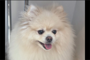 心まで洗われた？ポメラニアンのトリミングのビフォーアフターが話題に「表情もビジュもまん丸になってる」