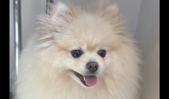 心まで洗われた？ポメラニアンのトリミングのビフォーアフターが話題に「表情もビジュもまん丸になってる」
