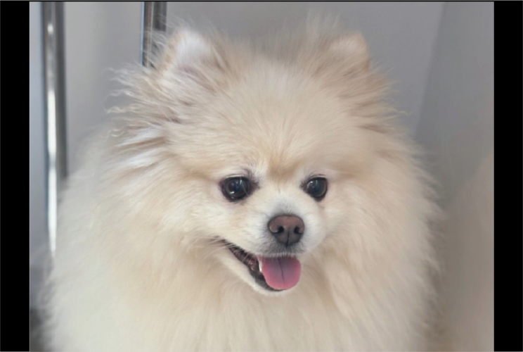 心まで洗われた？ポメラニアンのトリミングのビフォーアフターが話題に「表情もビジュもまん丸になってる」