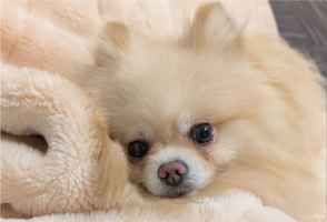 飼い主さんがこっそりお菓子食べてるのを発見！ポメラニアンのリアクションに「衝撃力が凄かったんでしょうね」「お見通し」