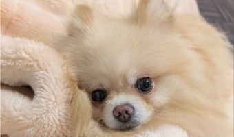 飼い主さんがこっそりお菓子食べてるのを発見！ポメラニアンのリアクションに「衝撃力が凄かったんでしょうね」「お見通し」