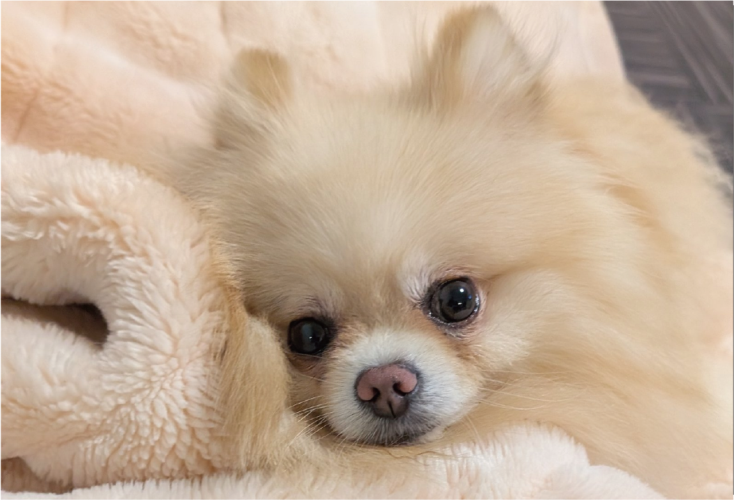 飼い主さんがこっそりお菓子食べてるのを発見！ポメラニアンのリアクションに「衝撃力が凄かったんでしょうね」「お見通し」
