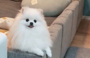 「梨がある」と愛犬に伝えたら・・。ゆっくり視線を向けてくるのがかわいすぎると話題に