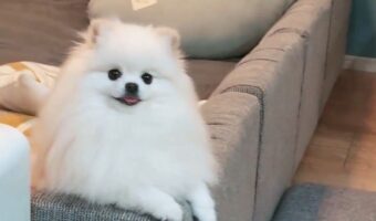 「梨がある」と愛犬に伝えたら・・。ゆっくり視線を向けてくるのがかわいすぎると話題に