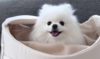 お出かけかな?とワクワクしているポメラニアン。しかし、お出かけできないと悟り・・、その表情の変化に反響