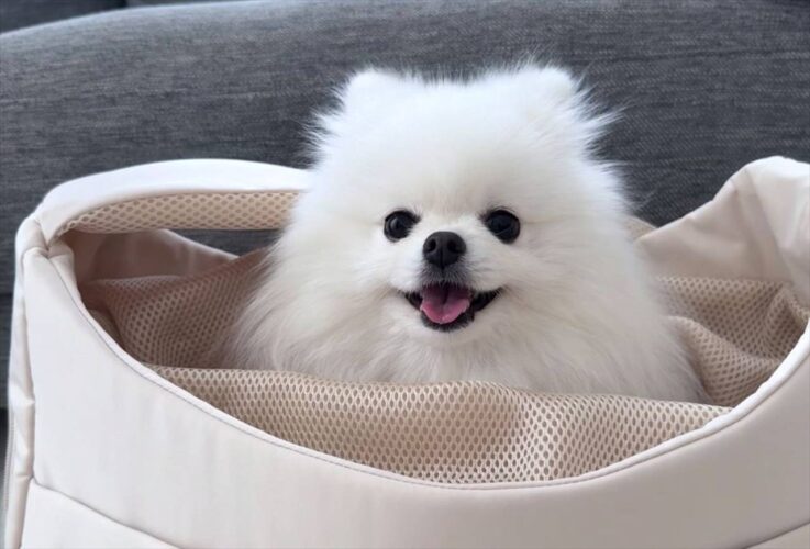 お出かけかな？とワクワクしているポメラニアン。しかし、お出かけできないと悟り・・、その表情の変化に反響