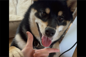 柴犬にあご乗せチャレンジ！失敗したけど・・満面の笑みでおててを乗せてくるのがかわいすぎる「手を掴んでくるのかわいい」