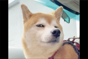 チラリと横目で視線を送ってくる柴犬。飼い主さんからのキスを待つ姿が話題に「超色っぽいです」「流し目がステキ」