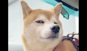 チラリと横目で視線を送ってくる柴犬。飼い主さんからのキスを待つ姿が話題に「超色っぽいです」「流し目がステキ」