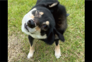 驚愕の事実発覚！？柴ドリルをする時、柴犬はどちらかの目を開けていた？「世紀の大発見ですね」「つ、つまり高速ウインク？」