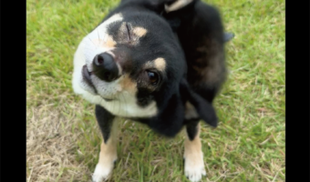 驚愕の事実発覚!?柴ドリルをする時、柴犬はどちらかの目を開けていた?「世紀の大発見ですね」「つ、つまり高速ウインク?」