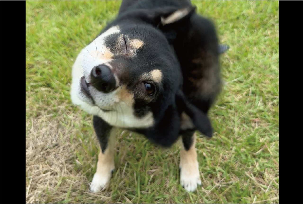 驚愕の事実発覚!?柴ドリルをする時、柴犬はどちらかの目を開けていた?「世紀の大発見ですね」「つ、つまり高速ウインク?」