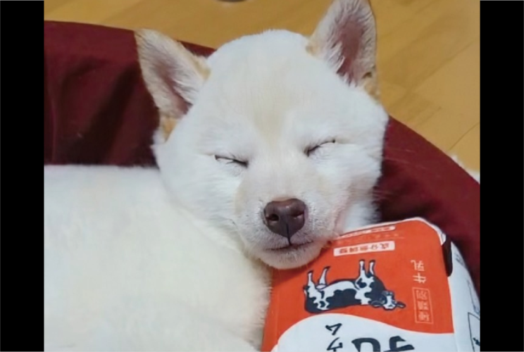 4年経っても宝物！『はじめてのオモチャ』を今でも大事に抱える柴犬が話題に「キレイなまんまで、お気に入りなのが分かります」