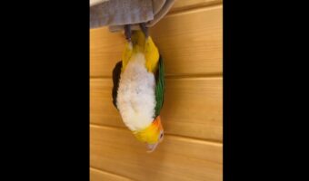 ぶらさがるシロハラインコ。新種のコウモリのような姿に「最近のコウモリはカラフルだなぁ」「足の筋力が凄いですよね?」