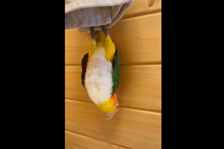 ぶらさがるシロハラインコ。新種のコウモリのような姿に「最近のコウモリはカラフルだなぁ」「足の筋力が凄いですよね？」