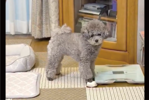 オモチャのお寿司に心臓マッサージ！？懸命な救助活動をするトイプードルが話題に「押してる時の顔が真剣」「リズミカルでかわいい」