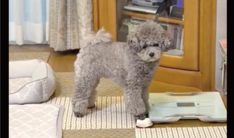 オモチャのお寿司に心臓マッサージ！？懸命な救助活動をするトイプードルが話題に「押してる時の顔が真剣」「リズミカルでかわいい」