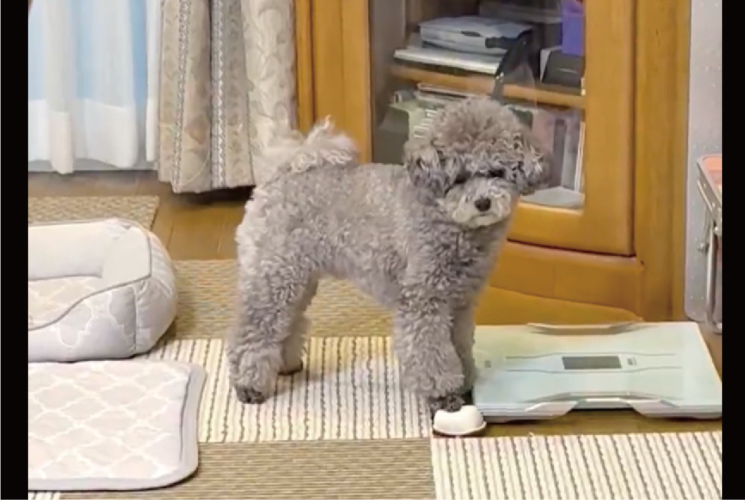 オモチャのお寿司に心臓マッサージ！？懸命な救助活動をするトイプードルが話題に「押してる時の顔が真剣」「リズミカルでかわいい」