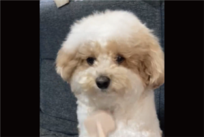 ブラシに合わせて首を振るトイプードル。ブラッシング中の姿に反響「かわいすぎて一生見ていられる」「気持ち良さそうで何より」