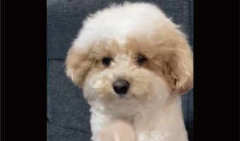 ブラシに合わせて首を振るトイプードル。ブラッシング中の姿に反響「かわいすぎて一生見ていられる」「気持ち良さそうで何より」