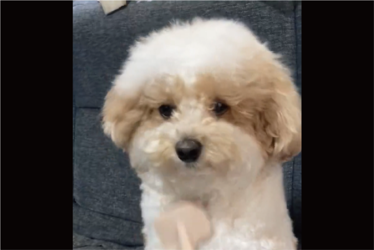 ブラシに合わせて首を振るトイプードル。ブラッシング中の姿に反響「かわいすぎて一生見ていられる」「気持ち良さそうで何より」