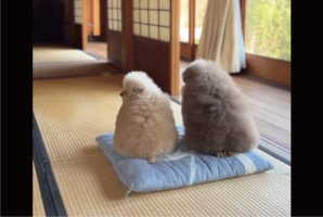 しれっとおやつを横取り!?仲良く並んでいたトイプードルたちの一瞬のやりとり「こんなにかわいく並んでたのに」「2人でおやつ見つめてる背中が最高」