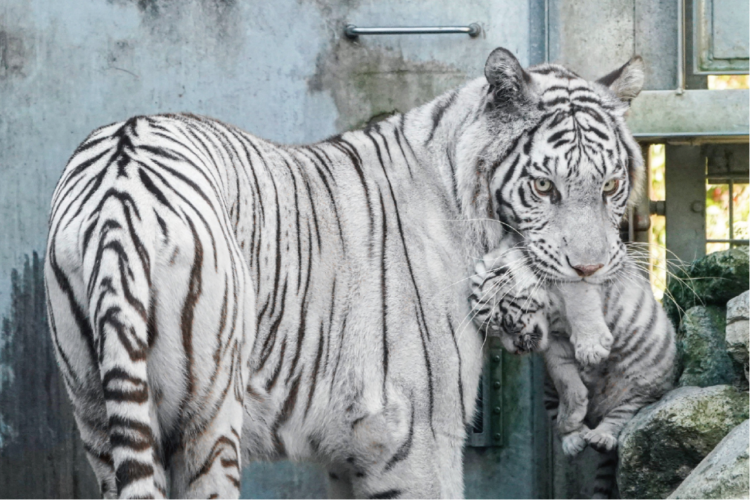 さっき運んだはずなのに。元気な子供たちに翻弄されるホワイトタイガーのママの子育て様子が話題に「どこの世界も子育ては大変」「これ終わんないやつだ」